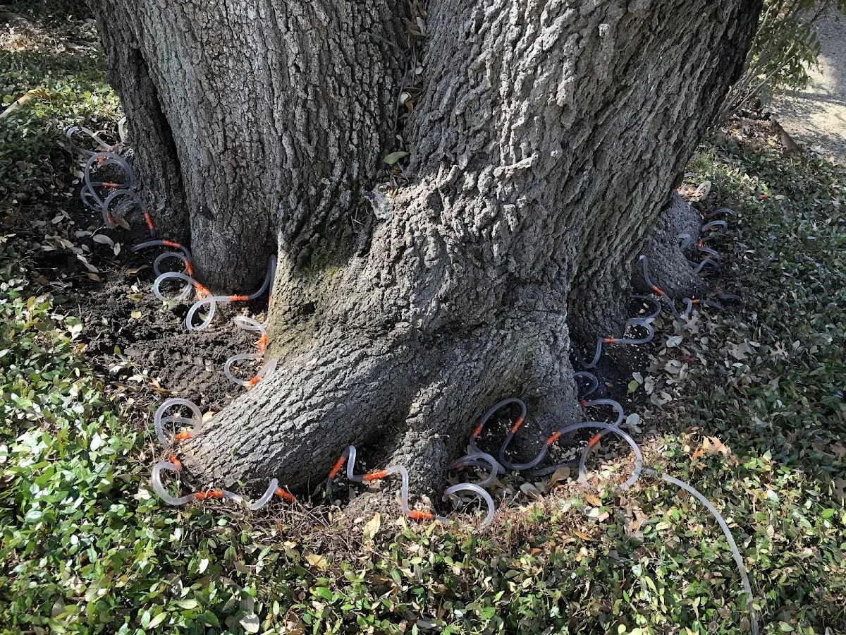 Detailed Tree Cabling and Bracing job site in Lovington