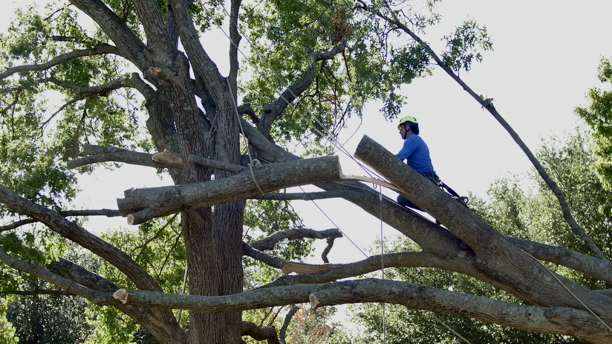 Professional Crown Thinning performed by certified arborists in Lovington