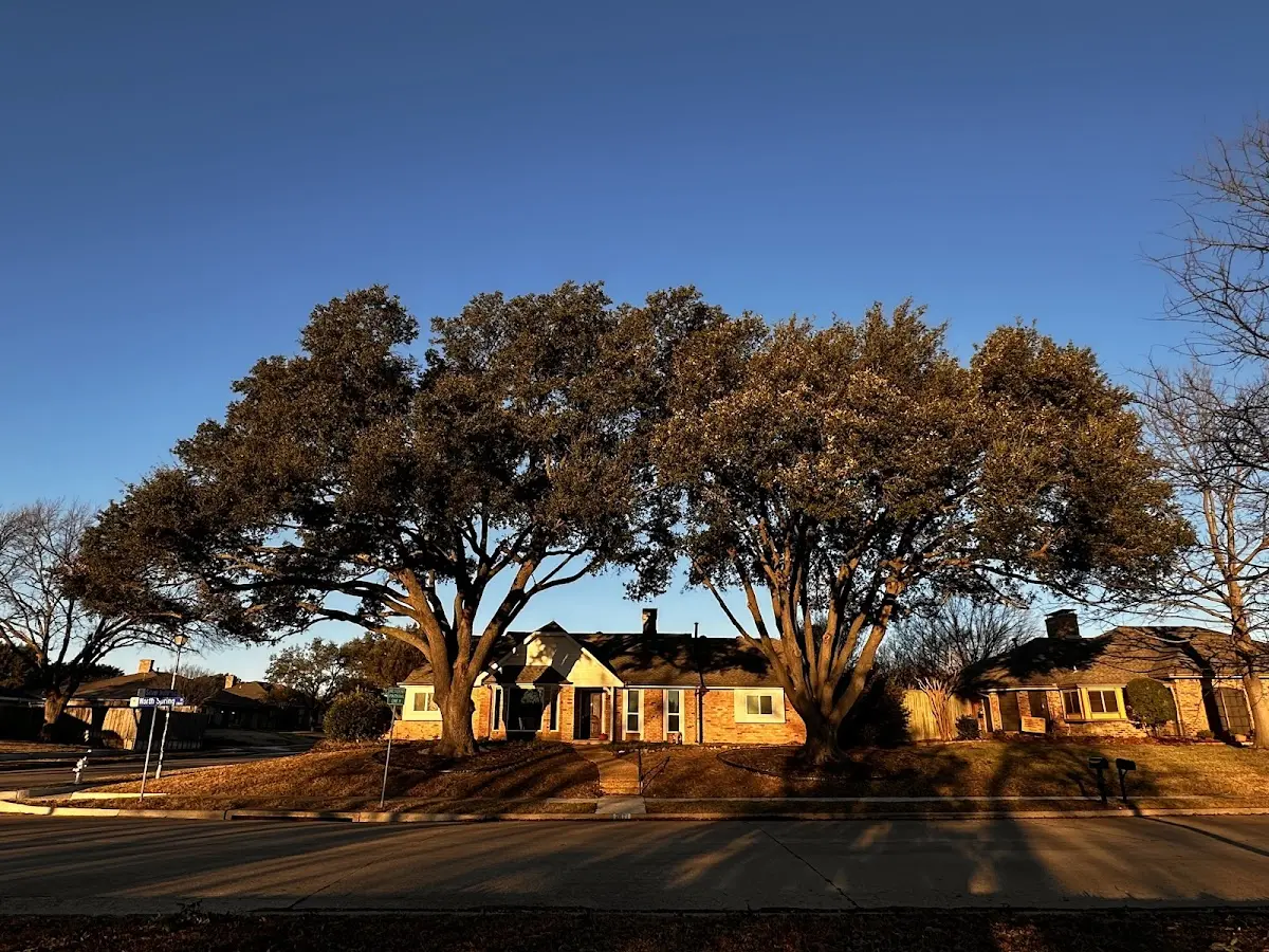Established residential canopy tree shading a home in Lovington