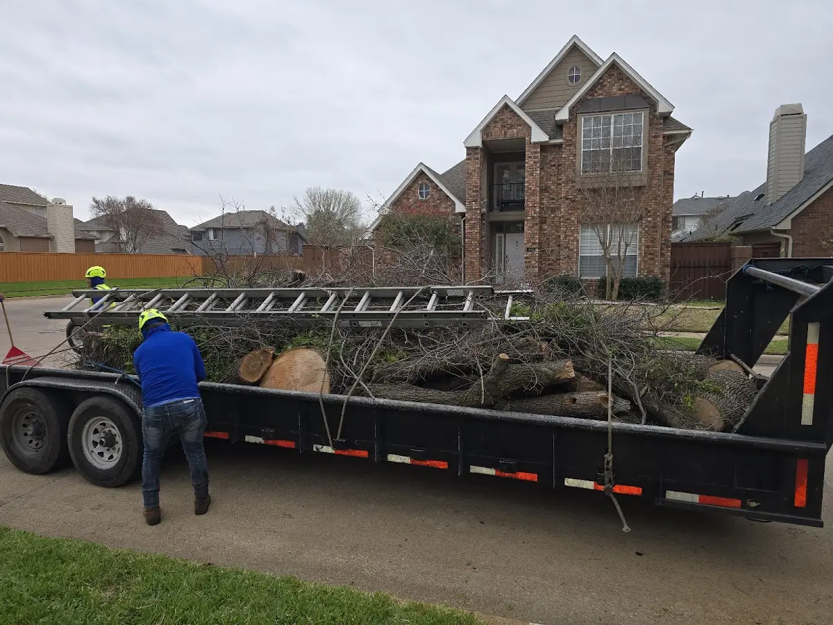 Expert Tree Removal with proper safety equipment in Lovington